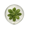Centella Leaf Extract